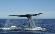 Tui De Roy - Blue Whale raising fluke for deep dive, Sea of Cortez, Baja California, Mexico