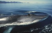 Tui De Roy - Fin Whale at winter feeding grounds, Sea of Cortez, Baja California, Mexico