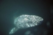 Tui De Roy - Gray Whale curious adult underwater, Magdalena Bay, Baja California, Mexico