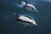 Tui De Roy - Common Dolphin pair jumping, Golden Bay, New Zealand