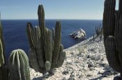 Tui De Roy - Cardon cactus on cliffs, Isla San Pedro Martir, Sea of Cortez, Baja, Mexico