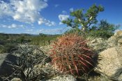 Tui De Roy - Barrel Cactus growing amid rocks, Puerto Remedios, Baja California, Mexico