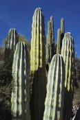 Tui De Roy - Cardon cacti, Sea of Cortez, Baja California, Mexico