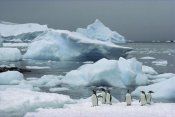 Tui De Roy - Gentoo Penguins with icebergs, Couverville Island, Antarctica