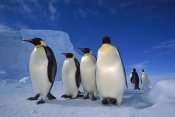 Tui De Roy - Emperor Penguin group near Ekstrom Ice Shelf, Weddell Sea, Antarctica