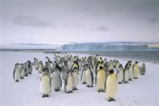 Tui De Roy - Emperor Penguin fledging chicks and adults along fast ice edge, Antarctica