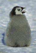 Tui De Roy - Emperor Penguin young chick on fast ice panting to keep cool,  Antarctica
