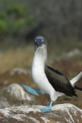 Tui De Roy - Blue-footed Booby performing courtship dance, Galapagos Islands, Ecuador