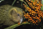 Tui De Roy - Kakapo flightless feeding on Astelia berries, Codfish Island, New Zealand