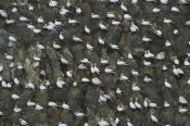 Tui De Roy - Northern Gannet nesting colony, Shetland Islands, Scotland