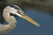 Tui De Roy - Great Blue Heron with juvenlile mullet, Galapagos Islands