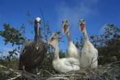 Tui De Roy - Brown Pelican chicks begging from parent, Galapagos Islands, Ecuador
