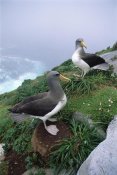 Tui De Roy - Chatham Albatrosses nesting on a cliff edge, The Pyramid, Chatham Islands