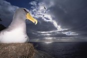 Tui De Roy - Chatham Albatrosses nesting on a cliff edge, The Pyramid, Chatham Islands