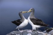 Tui De Roy - Chatham Albatross courting pair, The Pyramid, Chatham Islands