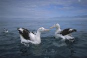 Tui De Roy - Antipodean Albatross pair, Kaikoura, New Zealand