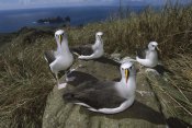 Tui De Roy - Yellow-nosed Albatross group, Tristan da Cunha, South Atlantic