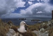 Tui De Roy - Yellow-nosed Albatross nesting, Tristan da Cunha, South Atlantic