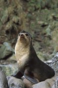 Tui De Roy - Subantarctic Fur Seal male, Gough Island, South Atlantic