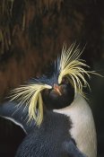 Tui De Roy - Rockhopper Penguin portrait, Gough Island, South Atlantic