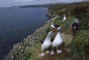 Tui De Roy - Grey-headed Albatross colony, Campbell Island, New Zealand