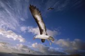 Tui De Roy - Campbell Albatross juvenile flying, North Cape, Campbell Island, New Zealand