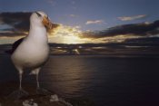Tui De Roy - Campbell Albatross on cliff edge at sunrise, Campbell Island,  New Zealand
