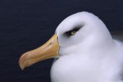 Tui De Roy - Campbell Albatross portrait,  Campbell Island, New Zealand