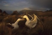 Tui De Roy - Southern Royal Albatrosses courting, Campbell Island, New Zealand