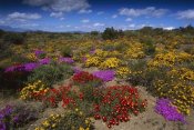 Tui De Roy - Dewflowers and other blooms, Little Karoo, South Africa
