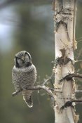 Michael Quinton - Northern Hawk Owl perching in tree in the spring, Alaska