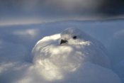 Michael Quinton - Willow Ptarmigan camouflaged in snow burrow, Alaska