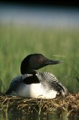 Michael Quinton - Common Loon on nest with one-day-old chick, summer, Wyoming
