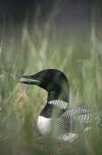 Michael Quinton - Common Loon incubating eggs on nest panting to cool down, Wyoming