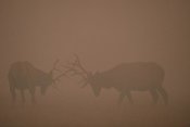 Michael Quinton - Elk pair of bulls fighting in smoke from fire, Yellowstone NP, Wyoming