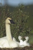 Michael Quinton - Trumpeter Swan parent and squabbling day old cygnets, North America