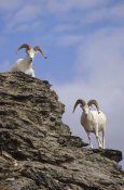 Michael Quinton - Dall's Sheep pair on rock outcrop, North America