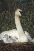 Michael Quinton - Trumpeter Swan mother on nest with chicks, North America