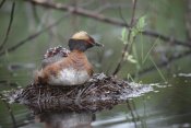 Michael Quinton - Horned Grebe on nest with three chicks on its back, Alaska