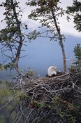 Michael Quinton - Bald Eagle on nest, Alaska