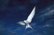 Michael Quinton - Arctic Tern flying,  Alaska