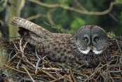 Michael Quinton - Great Gray Owl incubating eggs on nest, North America