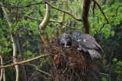 Michael Quinton - Great Gray Owl pair nesting, North America