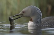 Michael Quinton - Red-throated Loon with fish for young, Alaska