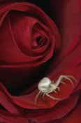 Michael Quinton - Goldenrod Crab Spider on rose, Alaska