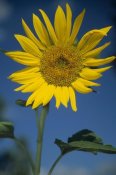 Tim Fitzharris - Common Sunflower flower, New Mexico