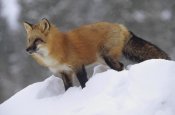Tim Fitzharris - Red Fox standing at the top of a snow bank, Montana