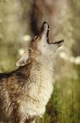 Tim Fitzharris - Coyote adult howling, North America