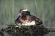 Tim Fitzharris - Horned Grebe parent calling while incubating eggs on floating nest, North America