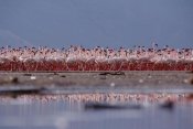 Tim Fitzharris - Lesser Flamingo flock parading in a mass courtship dance, Lake Bogoria, Kenya
